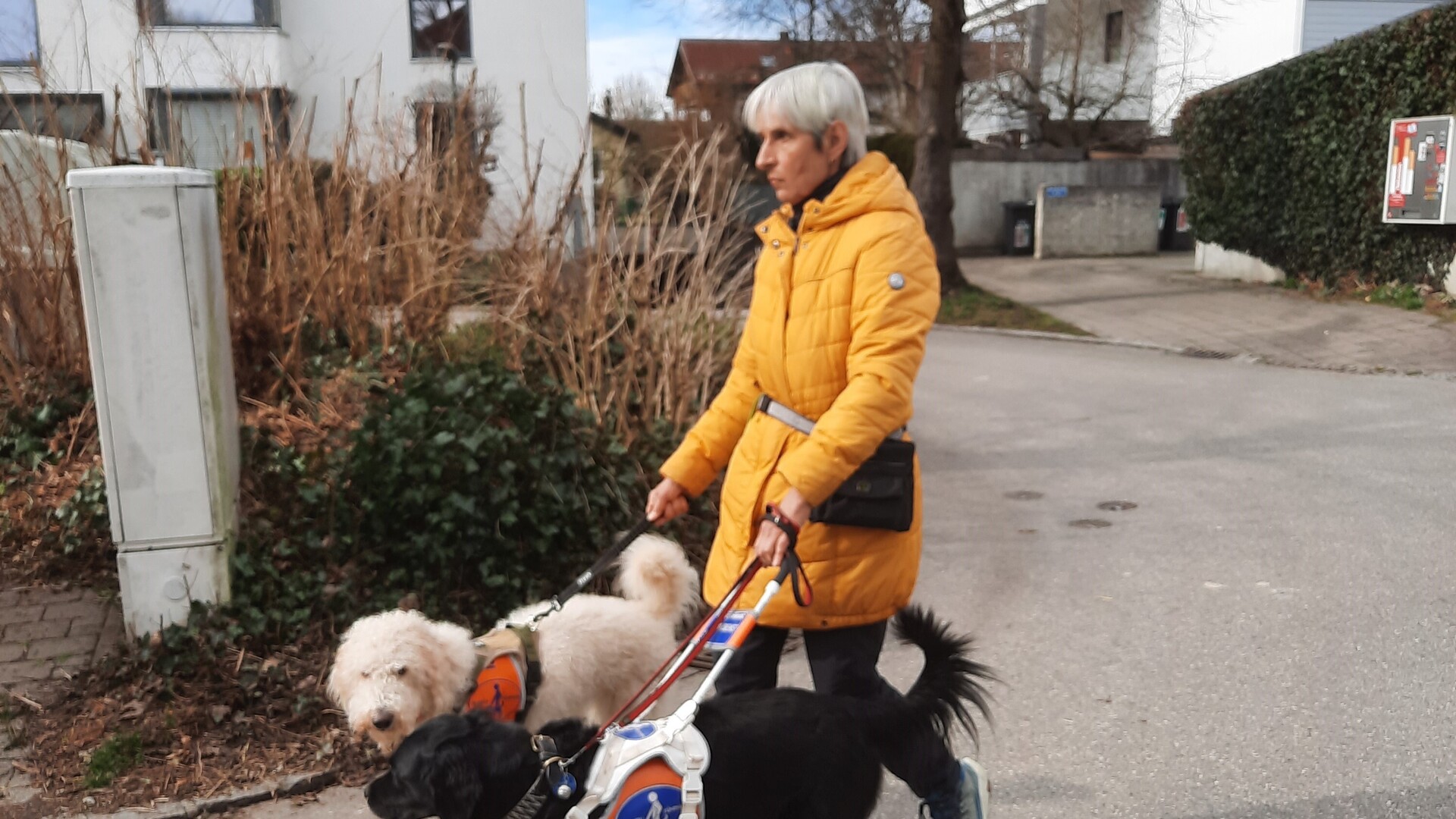 Frau Glofke-Schulz geht mit ihren beiden Hunden spazieren 